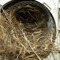 Bird's and other critters like building nests in dryer vents if they can. This creates an obstruction that can lead to a fire!