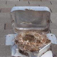 A rooftop dryer vent that is also housing a bird's nest.