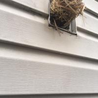 Another bird's nest obstructing a dryer vent.